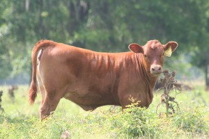 Red Angus Heifers For Sale