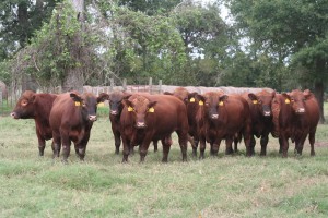 Texas Red Angus Breeding Bulls For Sale