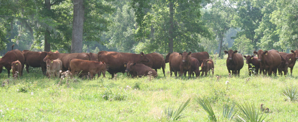 Red Angus Breeder - Ranch Vision