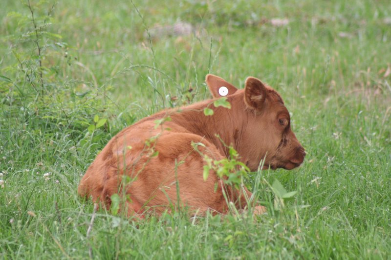 Commercial Cattle Photo Gallery