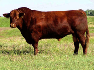 Senior Herd Red Angus Sires & Semen