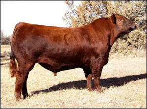 Senior Herd Red Angus Sires & Semen