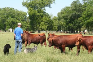 Texas Red Angus Breeding Bulls For Sale