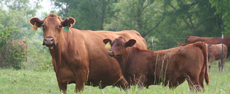 Registered Red Angus & Commercial Cattle Ranch