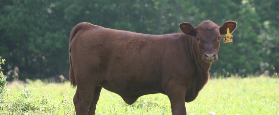 Registered Red Angus & Commercial Cattle Ranch