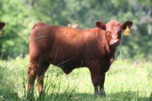 Red Angus Heifers For Sale
