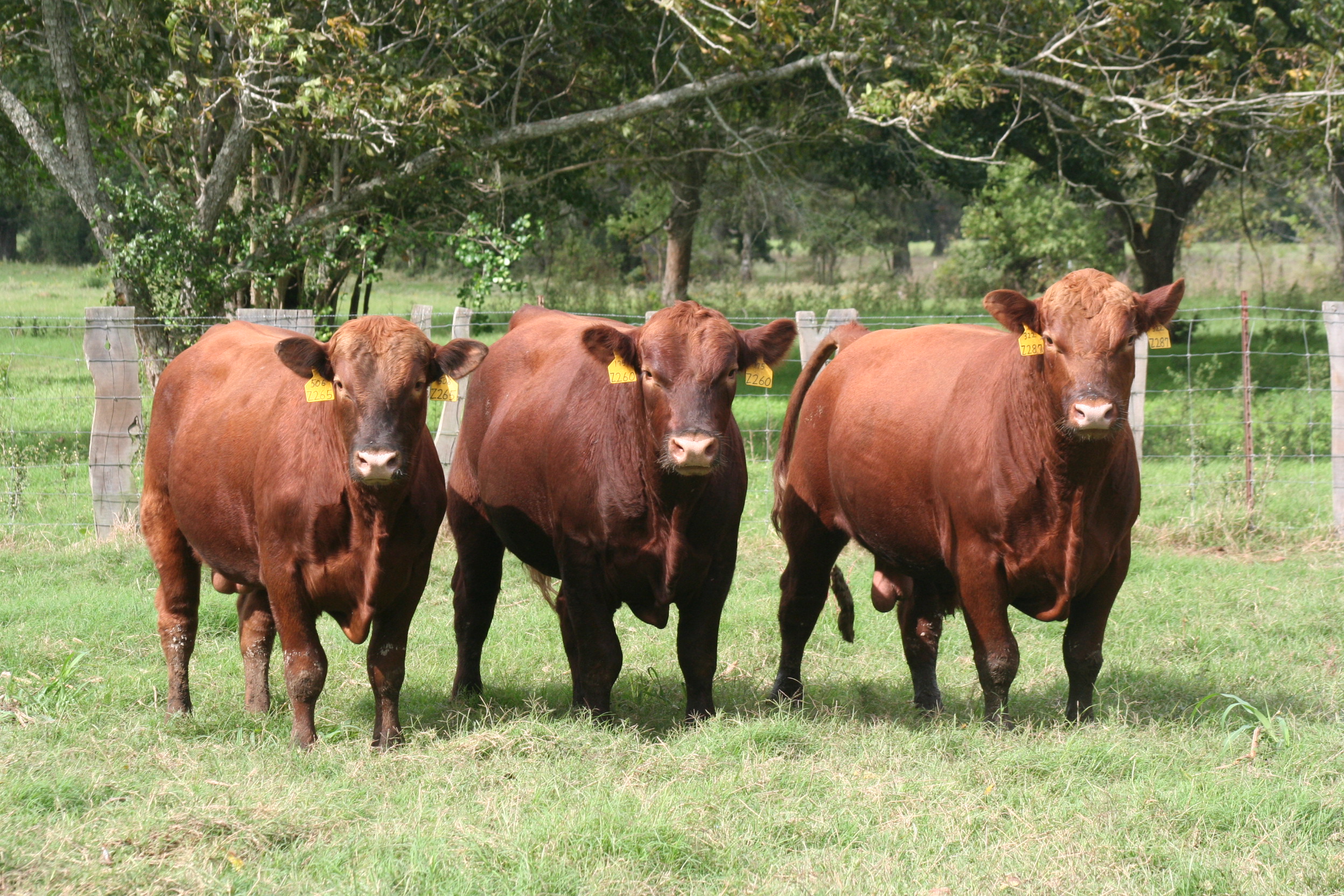 Texas Red Angus Breeding Bulls For Sale