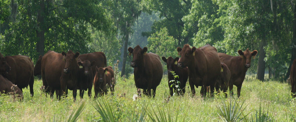 Texas Cattle Ranch - Our Philosophy