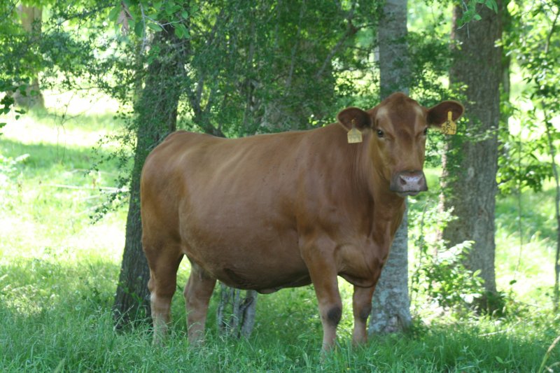 TR Registered Red Angus